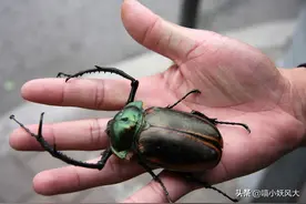 人称“阳百万”的阳彩臂金龟，真的价值百万吗？图片