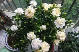 栀子花叶片发蔫，试试这2个小方法，蹭蹭冒花芽，芳香又美丽图片