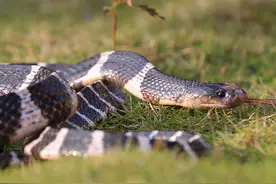 亚洲最毒的蛇，为什么被咬后死亡率不高？图片