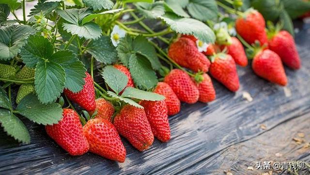 红颜草莓繁殖及病虫害防治栽培技术