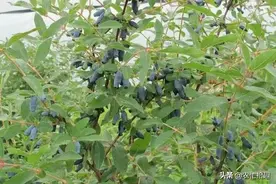 花青素是蓝莓5倍，一斤40元，常年热销，却很少人种植图片