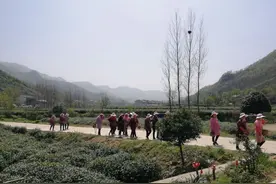 信阳毛尖鲜叶价格畸高现象背后隐患重重图片