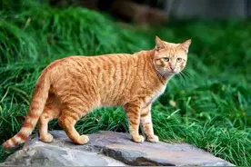 猫在发情期时，为什么会发出嚎叫声？图片