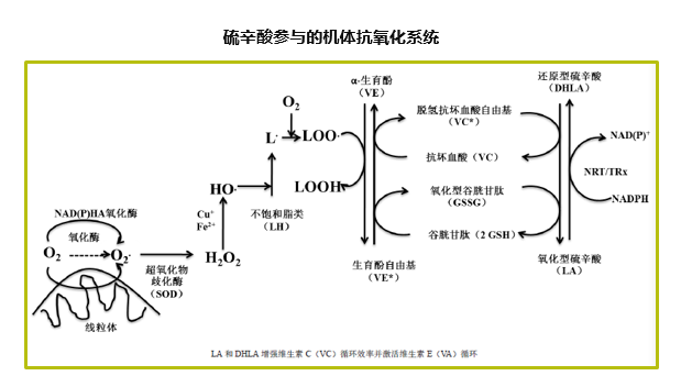 维生素营养与动物健康（二）