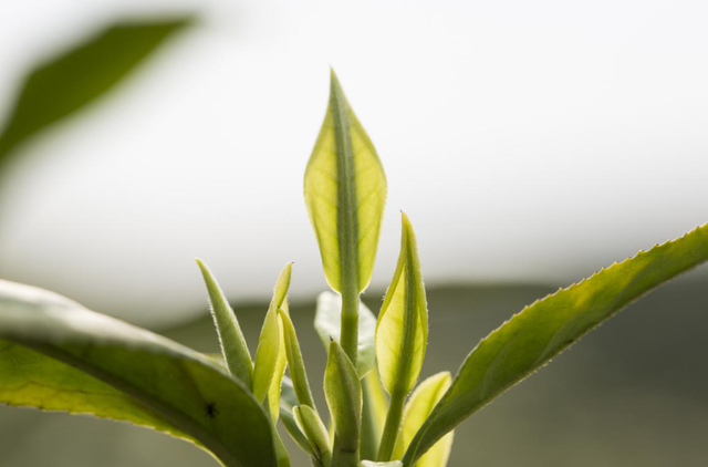 安吉白茶“鲜”从何来？氨基酸翻2倍的小罐绿茶忍不住揭秘