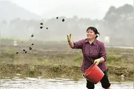 螺蛳村里捞螺蛳！螺蛳什么时候成了国家二级保护生物？真相来了图片