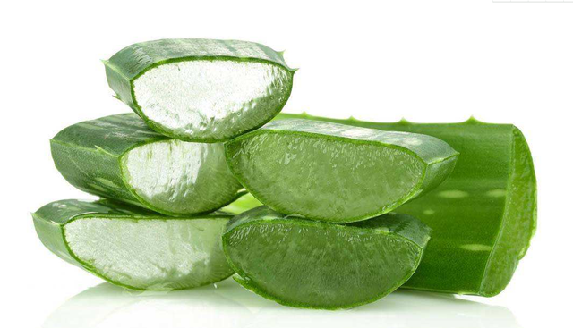 维生素、氨基酸和矿物质的宝库-芦荟