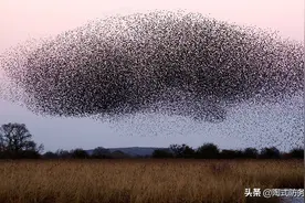 美海军研究“超级蜂群”：无人机一百万架，未来战争是算法的对抗图片