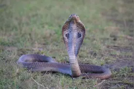 眼镜蛇咬人有多狠，印度尼西亚人和菲律宾人吃它就有多厉害图片