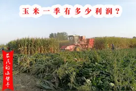 租金800，有水源，租期30年，五千亩起包，种玉米和小麦有利润吗图片