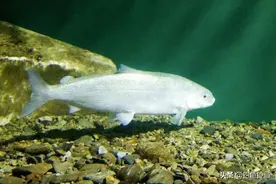 贝加尔湖是淡水却生长着海洋生物，青海湖是咸水，为什么鱼类不多图片
