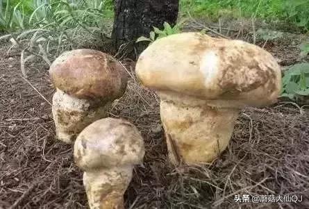 楚雄市南华县舌尖盛宴——菌子大全