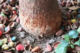 发财树盆栽主干腐烂，不要慌！3步简单操作，就叫它恢复生机图片