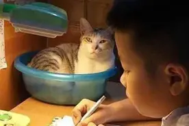 猫咪打扰孩子写作业，硬核妈妈一招降服，网友：这猫被封印了图片