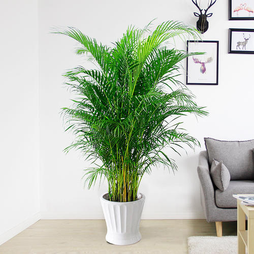 客厅摆盆大型绿植,耐阴好养,还能净化空气