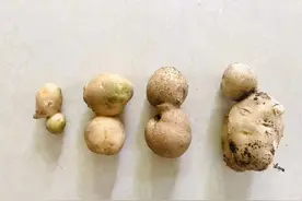 土豆四兄弟之选美大赛，同学建议存到土豆博物馆!图片