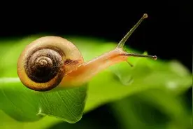 蜗牛事件——一场持续了四十年的错误反思 | 李子旸图片