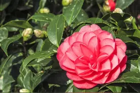 5种花爱吃醋，酸性土养得好，一睹为快看看都有谁图片