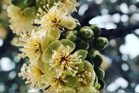 一颗榴莲的传奇一生图片