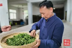 满山岳西翠兰：石佛村村民脱贫致富的“绿色银行”图片