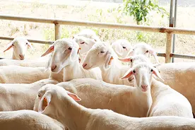 湖羊母羔中30斤的1150元一只，涨了图片