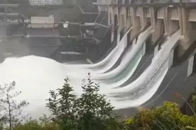 洪水冲击，千岛湖鱼“飞上天”，不乏几十斤大鱼，下游捡鱼欢图片