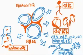 脂肪，并不都是敌人图片