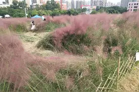 粉黛乱子草：我只活在抖音和朋友圈的美颜里图片