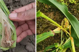 阿维菌素用在玉米上会出现药害，与茎基腐病相似症状，使用需谨慎图片