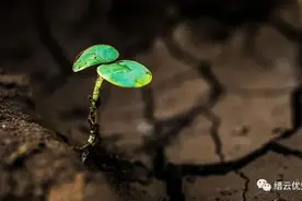 童年里的一块菜地！那是关于种田的渴望，可惜再也回不去图片