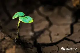 童年里的一块菜地！那是关于种田的渴望，可惜再也回不去图片