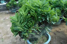 它是植物中的“玉麒麟”，寓意好，皮实又好养，可以养成传家宝图片