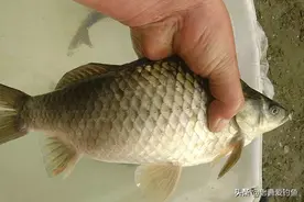 饵料当中加点十三香调料，半下午10斤渔获图片