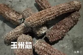 玉米芯变废为宝用处多，栽植大葱用玉米芯，让大葱生长得更好图片