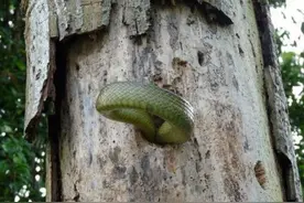 蛇霸占啄木鸟的洞巢，被蛛丝网封堵在洞里，再也出不来了，活该图片