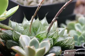 十二卷的迷人魅力，这个春天展现得淋漓尽致图片