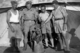 最强“熊战士”服役军队，数百斤炮弹扛起就跑，打仗比人类更凶猛图片