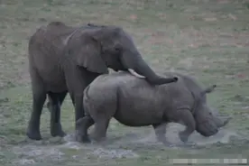 雄性非洲象只负责交配？刚成年的小象没有配偶权，只能找犀牛发泄图片