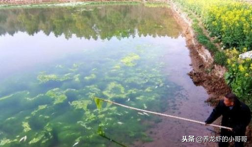 灭青苔药便宜效果又好，为何仍成为小龙虾养殖户心中抹不去的痛