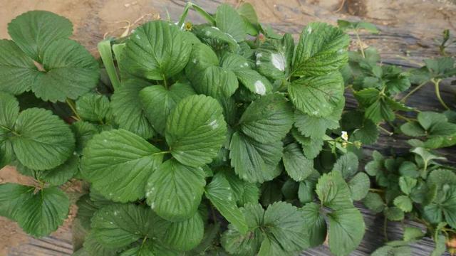 草莓进入中后期，全面管理不松懈！321春种节