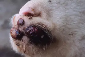 羊嘴巴肿溃烂怎么治疗，羊嘴上长口疮怎么治疗，分清病因再治疗图片