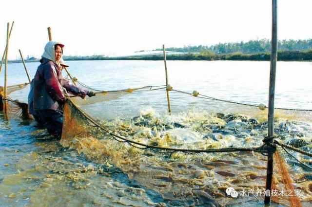 诱食剂在水产养殖中的应用