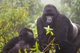 野人164、盛宇才的麻醉枪俘获了赫力兄妹，坎离山雪人迟到了图片