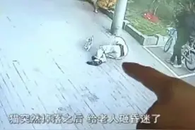 高空坠猫砸伤大爷，猫主人：猫是“自己跳的”图片