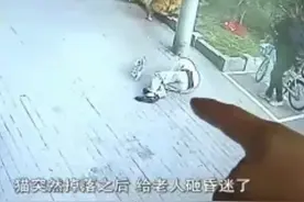 高空坠猫砸伤大爷，猫主人：猫是“自己跳的”图片