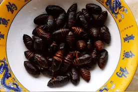 吃茧蛹时，中间的黑芯到底是什么？能不能吃？弄懂再吃不吃亏图片