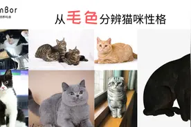 收容所300只猫的饲养经验教你：从猫咪的毛色就能分辨性格和行为图片
