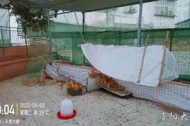 对小区违法饲养家禽说“不”，资阳城管拆除天缘大楼楼顶养鸡棚图片