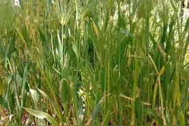 大婶路过麦地，发现麦地里藏着一个年轻女人，年轻女人很害怕图片