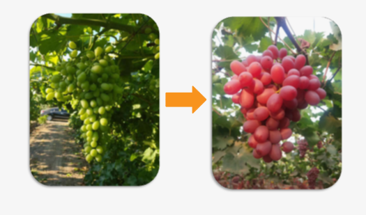 那些你不知道的事——含氨基酸肥料在转色上的应用